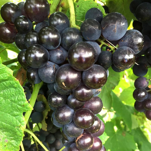 Black Grape Vine Plant Live Bareroot for Planting 1-2 Year Old, Summer Grape Plant Live Grape Tree, Black Grape Fruit Tree for Planting