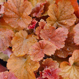 Orange to Red Heuchera Live Plant, Coral Bells Shrubs Perennial, Well Rooted Plants 4-7 Inch Tall