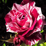 Red Pink Mini Rose Plant Live, Miniature Rose Bush in 3" Pot, Indoor Outdoor Flowering Plant, Compact Live Rose for Gifts and Gardens