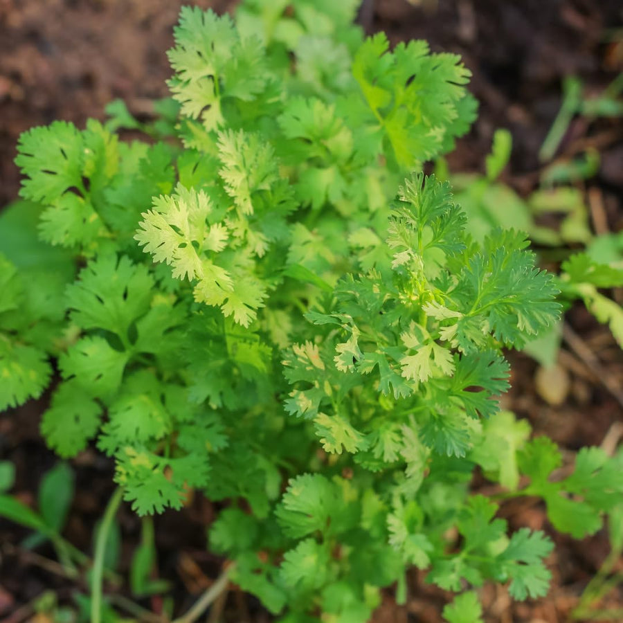 Live Cilantro Plant in 3.5 Inch Pot, Green Cilantro Herb Plant, Culinary Herb for Indoor Herb Gardens and Outdoor Planting