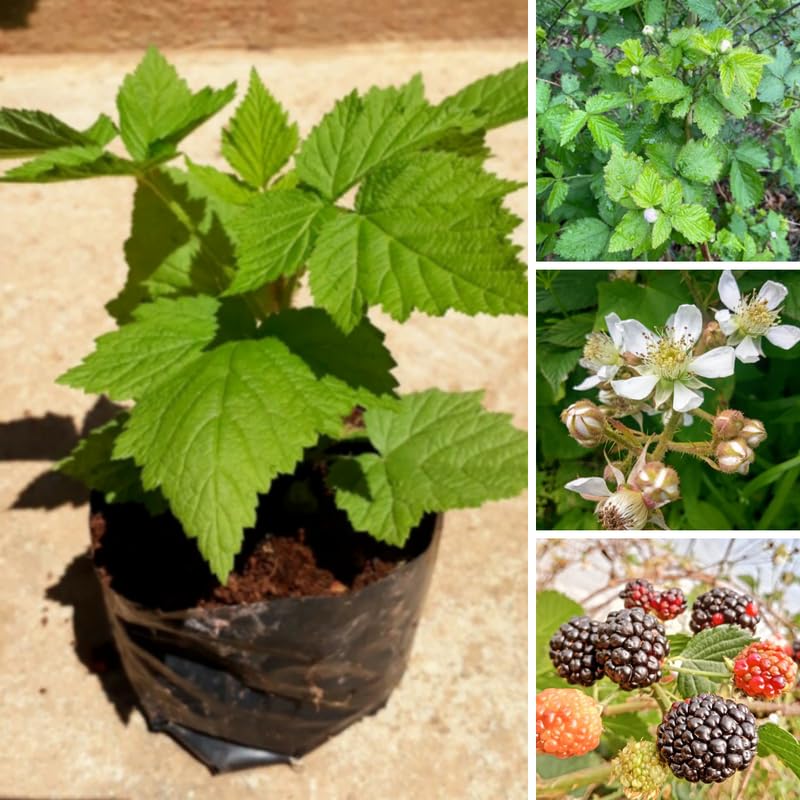 Set 2 Thornless BlackBerry Bushes Live Plants, Edible Blackberries Fruit Tree, 4-8 Inch, Outdoor and Container Growing - Navaho