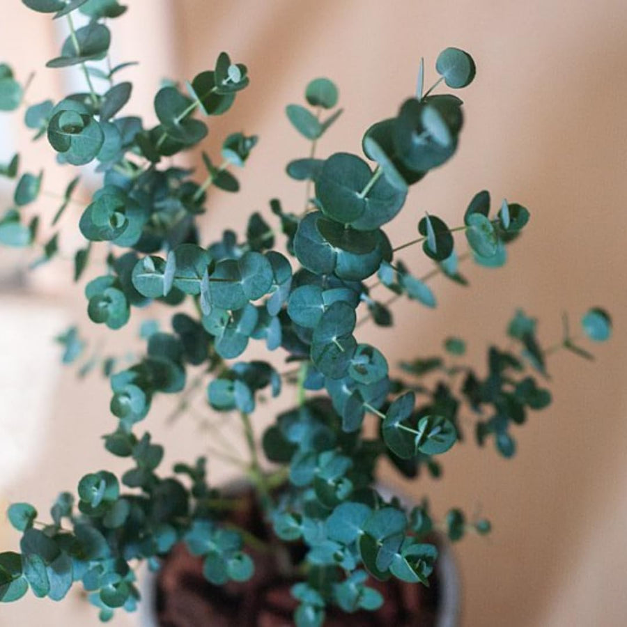 Fragrant Starter Eucalyptus Tree Plant Live, 5-8 Inches Tall, Dormant, Fragrant Leaf for Home Decor, Ready for Transplant (Baby Blue)