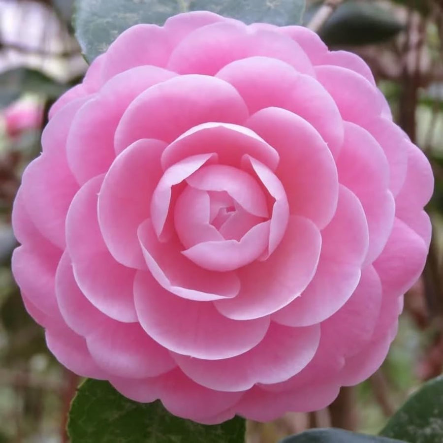 Camellia Plant Live for Outdoor Planting, Camellias Starter in 4'' Pot, Vibrant Ornamental Blooms, 8-12'' Tall (Pink Camellia)