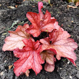 Orange to Red Heuchera Live Plant, Coral Bells Shrubs Perennial, Well Rooted Plants 4-7 Inch Tall