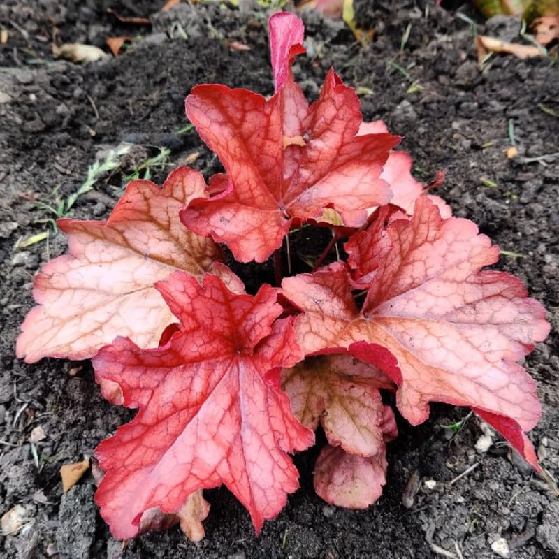 Orange to Red Heuchera Live Plant, Coral Bells Shrubs Perennial, Well Rooted Plants 4-7 Inch Tall