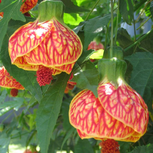 3 Abutilon Plants Live to Grow 5 to 9 Inch Tall, Lantern Abutilon Flowering Live Plants, Ornamental Abutilon Well Rooted Plug (Orange Abutilon Plants)