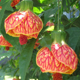 4 Orange Abutilon Plants Live 4 to 6 Inch Tall, Lantern Abutilon Flowering Live Plants, Fragrant Abutilon Plants Live Well Rooted Plug