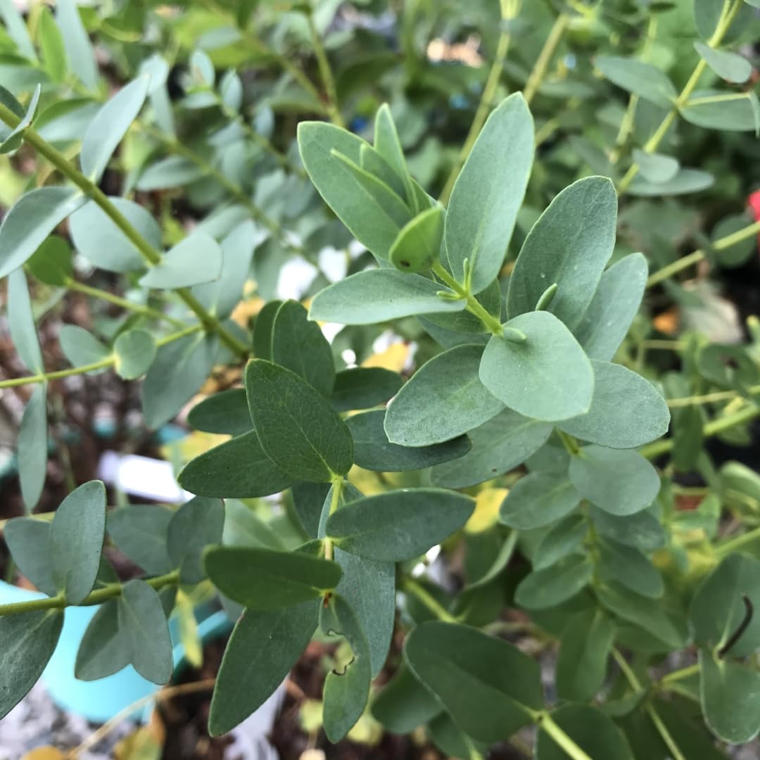 Eucalyptus Plant Live Tree in 2.5" Pot, Cold Hardy, Very Fragrant Foliage, Colorful, Ready to Grow Outdoor (Parvifolia)