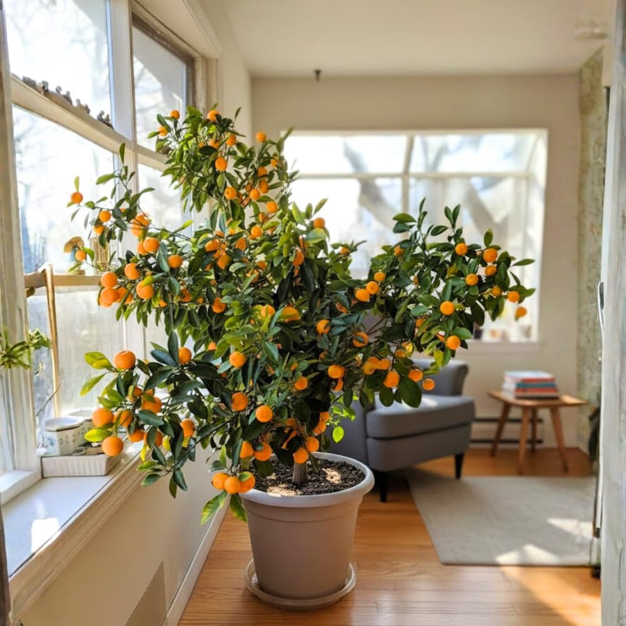 Calamondin Tree Live Plant, Calamansi Plant, 3 to 4 feet Tall, Calamondin Calamansi Trees Live Plants for Indoor Outdoor Planting