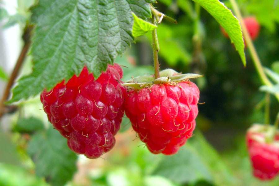 2 Raspberry Plants Live for Planting, 5 to 7 Inc Long, Raspberry Bushes Live Plants Outdoor Growing, No Pot