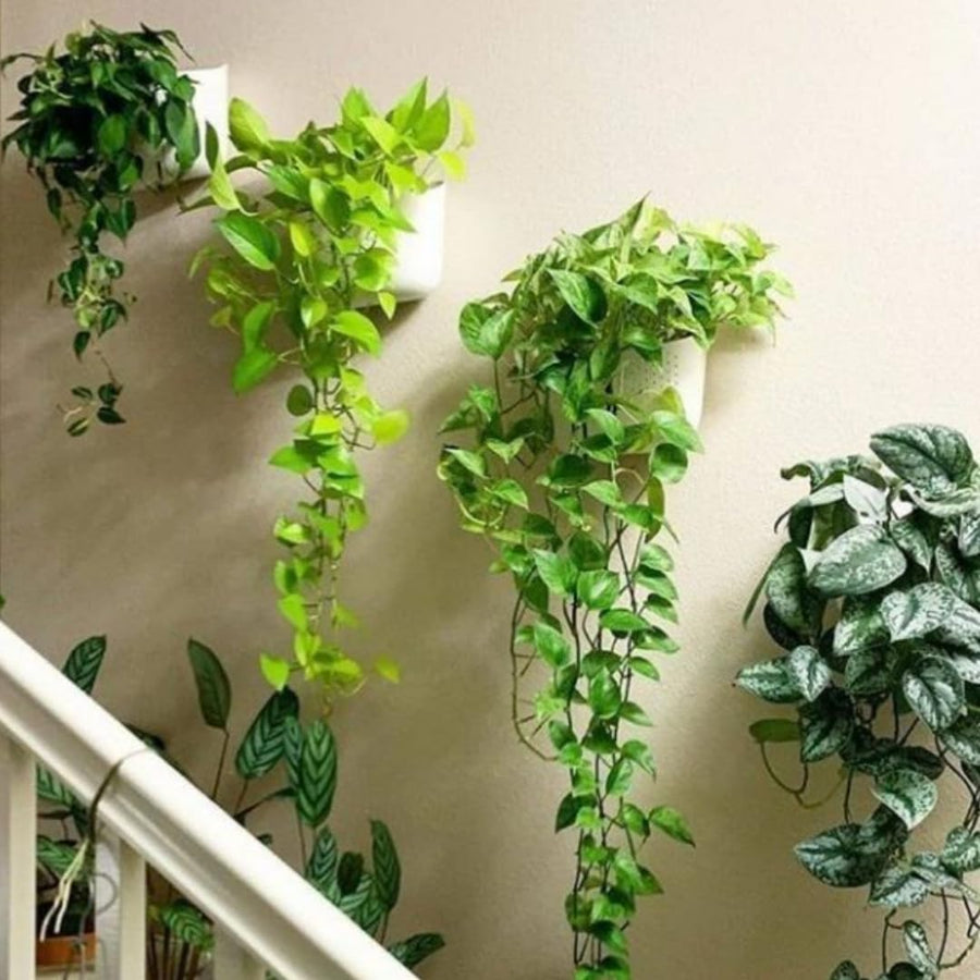 Set 6 Assorted Pothos Live Plants, Live Pothos Plant Indoor, 4 to 6 Inc Tall, Easy Care Indoor Outdoor Houseplants Plants, No Pot