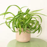 Curly Spider Plant Live, Airplane Houseplant Ready to Grow Indoors or Outdoors in 4" Pot