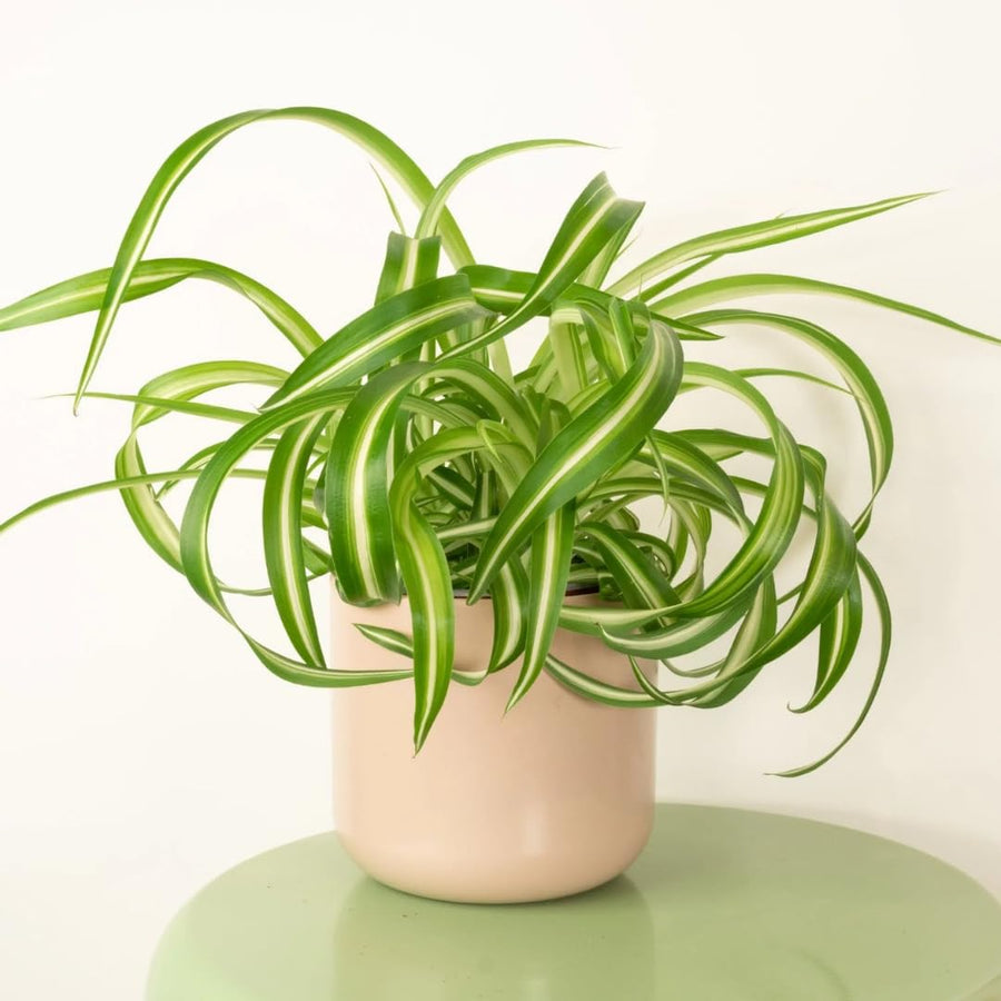 Curly Spider Plant Live, Airplane Houseplant Ready to Grow Indoors or Outdoors in 4" Pot