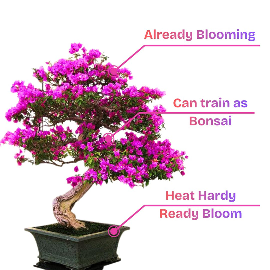 Purple Bougainvillea Tree Live Plant, 1 Year Old Ready to Plant Outdoor, Very Hardy