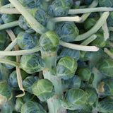 Pack 500+ Brussels Sprouts Seeds, Green Vegetable Seeds for Garden Planting