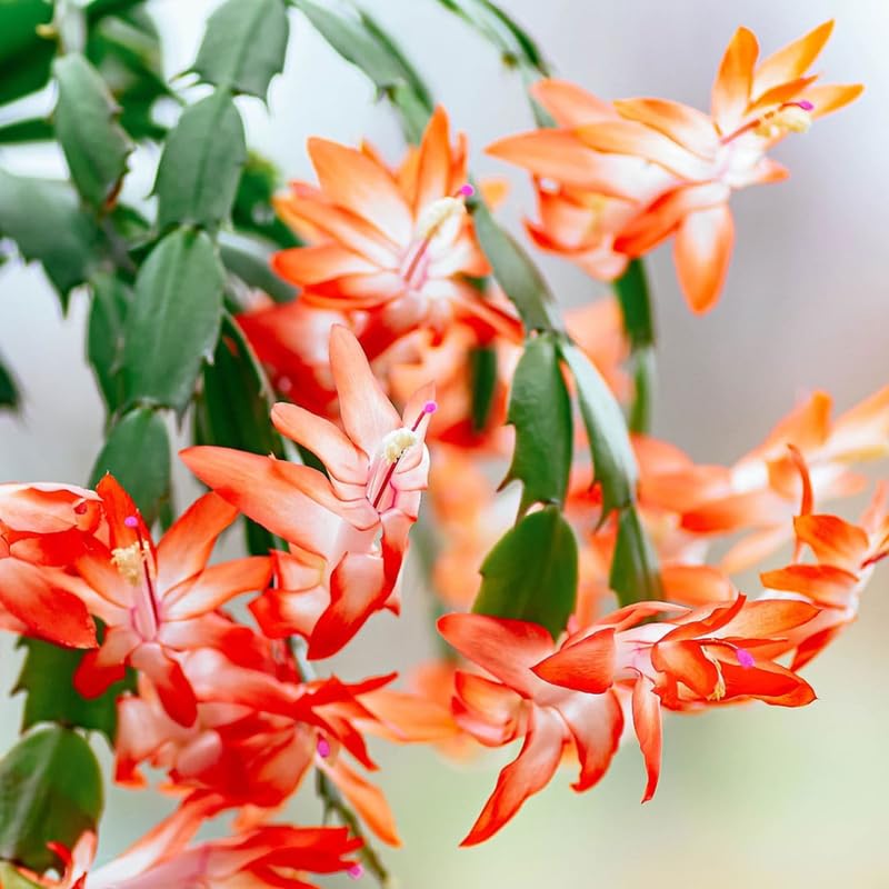 Orange Christmas Cactus Plants Live, 4 to 6 Inch Tall Live Christmas Cactus Bare Roots, Perennial Well Rooted Flower Plants, Holiday Houseplant, No Pot