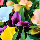 Set of 4 Mixed Calla Lily Bulbs, Calla Lily Bulbs for Planting, Vibrant Blooming Flowers for Garden Beds, Patio Pots, Balcony Planters, and Indoor Growing