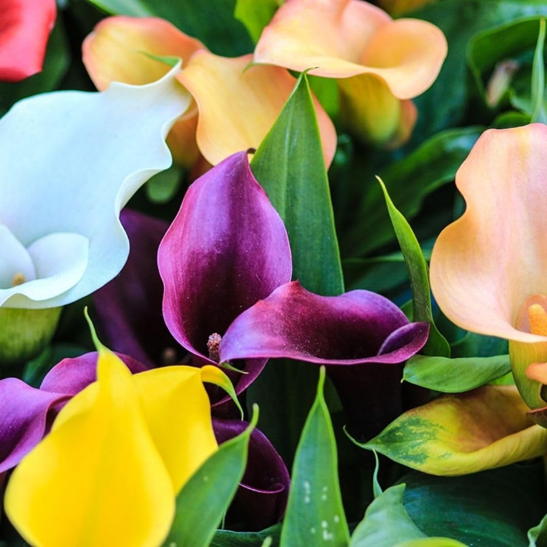 Set of 4 Mixed Calla Lily Bulbs, Calla Lily Bulbs for Planting, Vibrant Blooming Flowers for Garden Beds, Patio Pots, Balcony Planters, and Indoor Growing