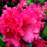 Live Red-Pink Azalea Plant, Cold Hardy Azalea Plant, Reblooming Flowering Azalea Shrub, Rhododendron Like, Azalea Bush for Outdoor Gardening