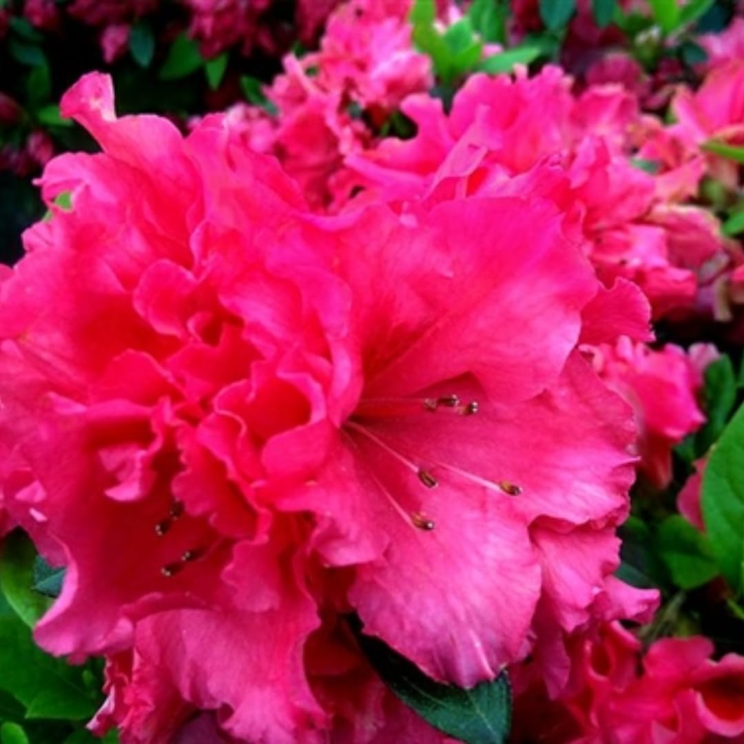 Live Red-Pink Azalea Plant, Cold Hardy Azalea Plant, Reblooming Flowering Azalea Shrub, Rhododendron Like, Azalea Bush for Outdoor Gardening