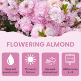 1 Year Old Pink Flowering Almond Shrub Live Plant in Quart Pot, 6-12" Vibrant Pink Flowers, Cold-Hardy, Well-Rooted, Dormant in Winter