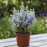 Rosemary Plant Live in Pot, Live Rosemary Plant, 8 Inches in Height, Fragrant Herb Plants