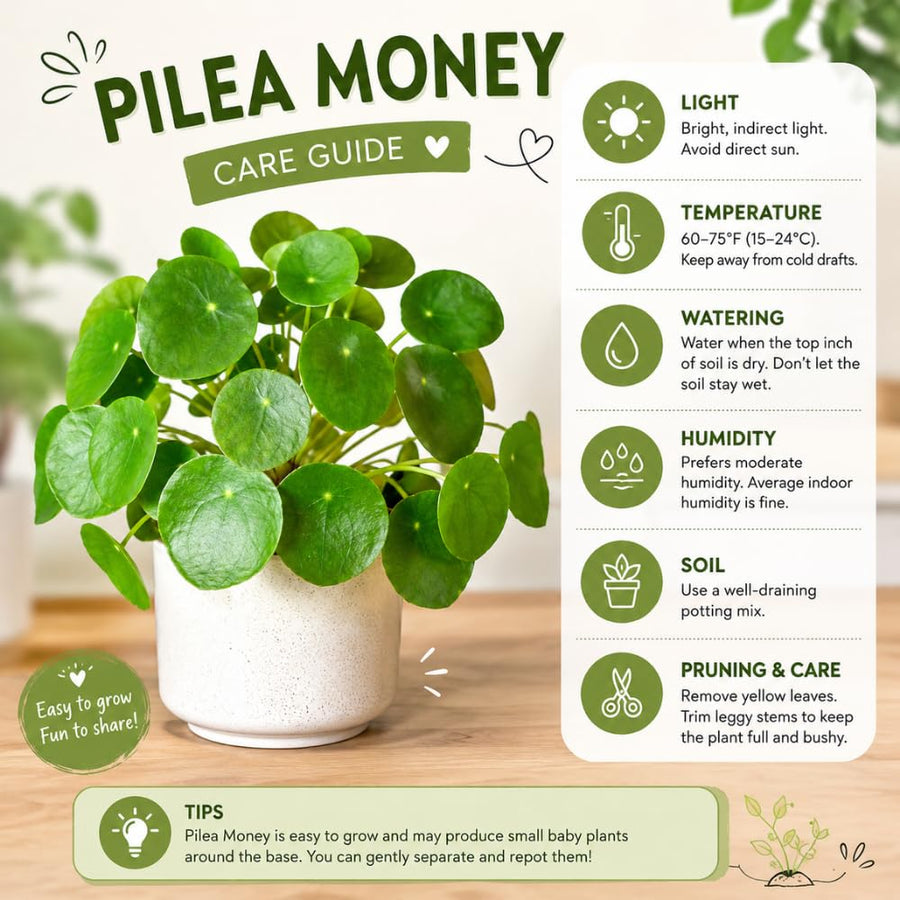 2 Money Plants Live, Pilea Peperomioides Houseplant, 4-6 Inches Tall, Real House Plant for Office, Home, Garden
