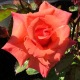Rose Plant Live for Planting Indoor Outdoor, Rose Bush Live Plant (Pumpkin Rose)