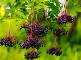 3 American Elderberry Tree Live Plant for Planting 6-12 Inc Tall, Black Elderberry Bush Live Plant, Sambucus Canadensis Elderberry Plant Live Bareroots