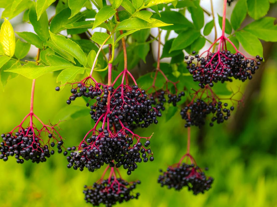 3 American Elderberry Tree Live Plant for Planting 6-12 Inc Tall, Black Elderberry Bush Live Plant, Sambucus Canadensis Elderberry Plant Live Bareroots