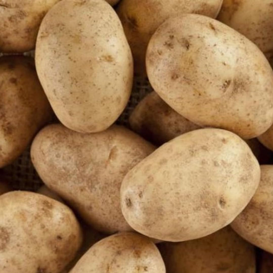High Yielding Russet Potato Tubers, 1 Pound Potatoes Plants Bulbs for Outdoor Growing,Vegetables Heirloom Potato Seeds Live Tuber for Home Garden