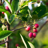 Serviceberry Tree Live Plant, Serviceberry Plant, 2-3 Years Old Plant, 16-24 Inc Tall, Sweet Edible Berries for Outdoor Garden