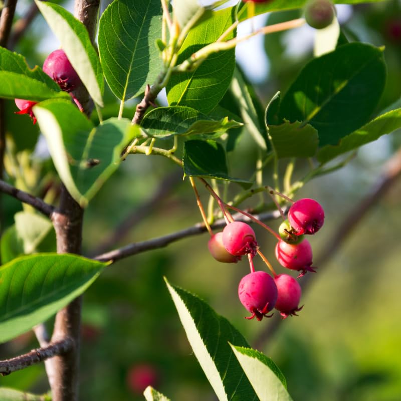Serviceberry Tree Live Plant, Serviceberry Plant, 2-3 Years Old Plant, 16-24 Inc Tall, Sweet Edible Berries for Outdoor Garden