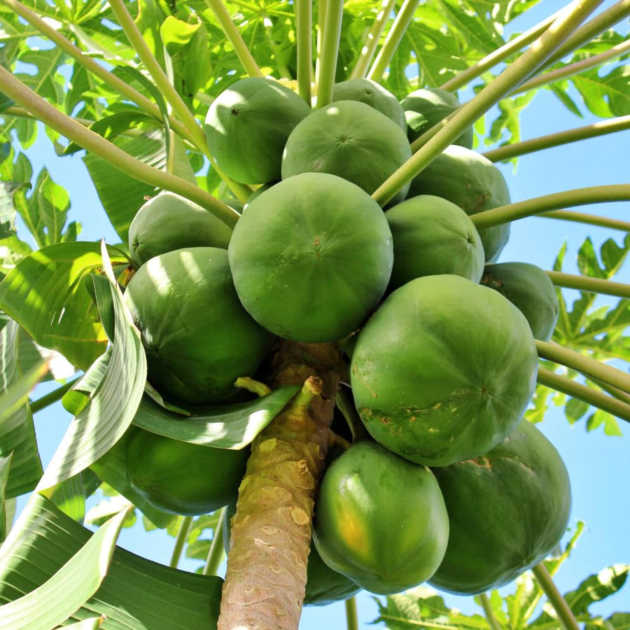 Set 3 Papaya Tree Live Plant, Papaya Plant Live, 4-7 Inc Tall, Fast Growing Fruit Plant for Containers and Outdoor Garden