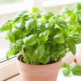 Green Basil Herb Plant Live, 6 Inch Tall, in 3" Pot, Fresh Culinary Herb for Indoor or Outdoor Growing