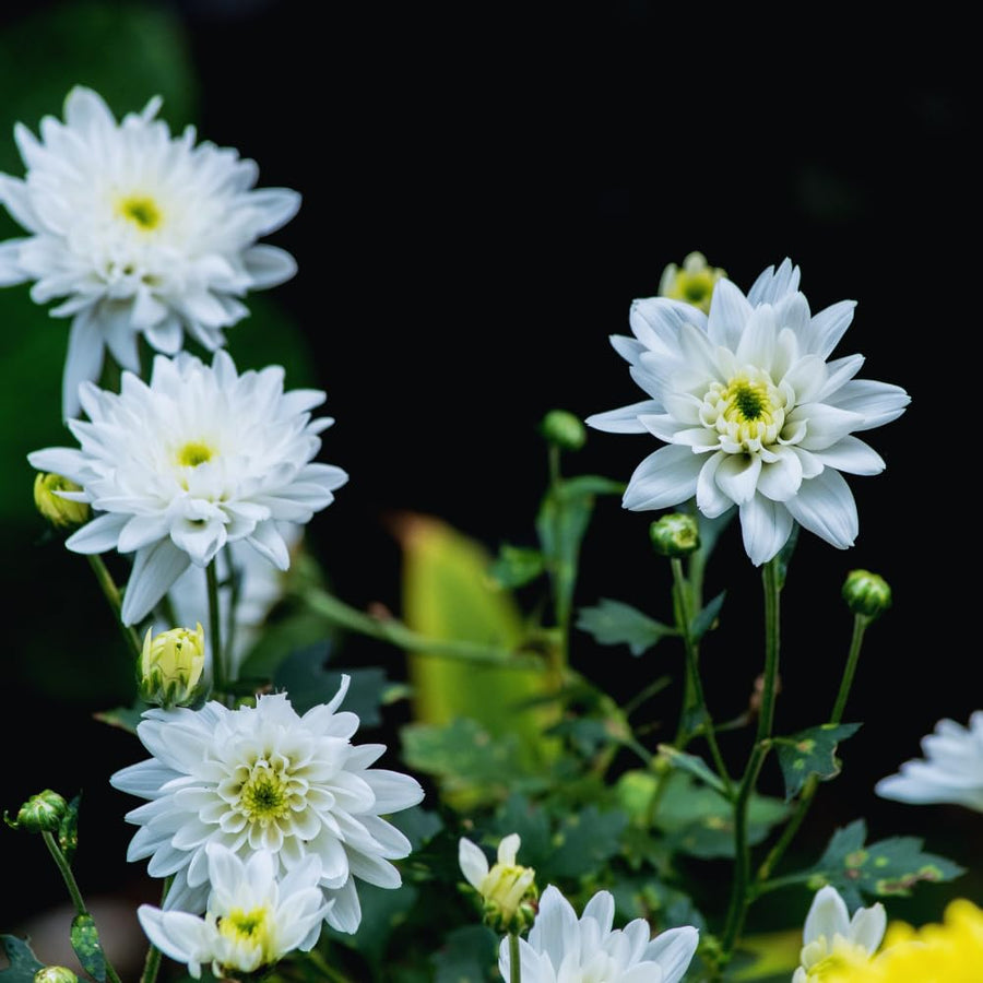 White Chrysanthemum Plants Live Tree Well Rooted, 4 to 6 Inches Tall, Mums Plants Live, 2 Plants for The Patio and Garden, Chrysanthemum Flower Live Plants
