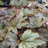 Angel Wing Begonia Live Plant, Polka Dot Begonia Maculata Plants, 4-7" Starter Indoor Outdoor Houseplant Décor, Air-Purifying and Easy Care, Soft-Flowering Begonia with Lush Foliage