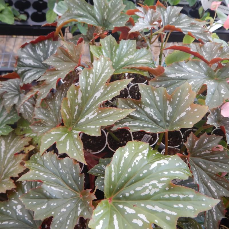 Angel Wing Begonia Live Plant, Polka Dot Begonia Maculata Plants, 4-7" Starter Indoor Outdoor Houseplant Décor, Air-Purifying and Easy Care, Soft-Flowering Begonia with Lush Foliage