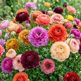 25 Mix Large Ranunculus Bulbs for Planting, Ranunculus Corms, Buttercup Flower Bulbs Spring Fall Growing