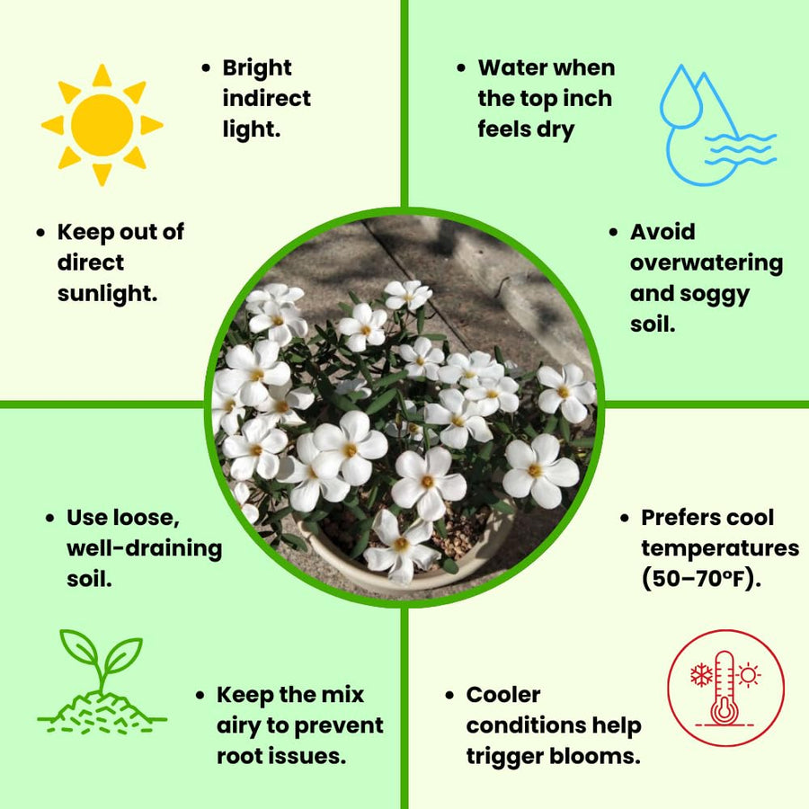 Oxalis Plant Live, Shamrock Spring Flower, 4 Inc Pot, Ornamental Oxalis Plant Live for Indoor Outdoor Garden, 4-8'' Tall (White)