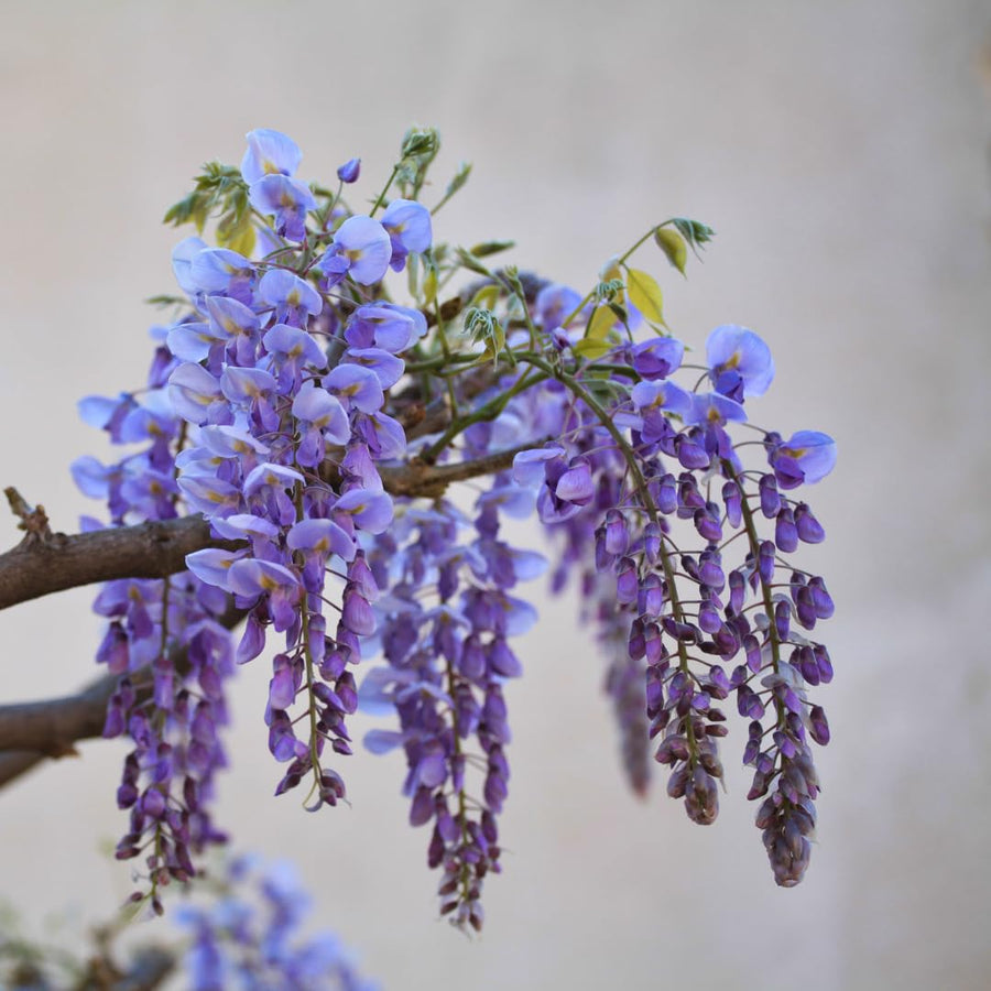 Live Purple Wisteria Live Plant, Climbing Wisteria, Flowering Vine, 6-12 Inch Tall 2.5 Inch Pot for Indoor or Outdoor Planting