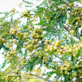 Sweet Gooseberry Live Plant 3 Feet Tree, Gooseberry Tropical Fruit Tree for Planting, Ready to Grow
