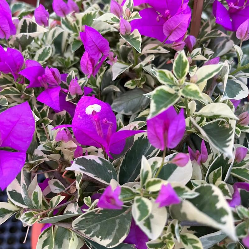 Bougainvillea Live Plant, Bougainvillea Flowering Vine Well Rooted 4-8 Inch Tall