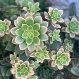 Aeonium Plant Live, Rarre Aeonium Succulents Indoor Houseplant in 4'' Pot, Succulents for Home Office Decoration (Green Pink)
