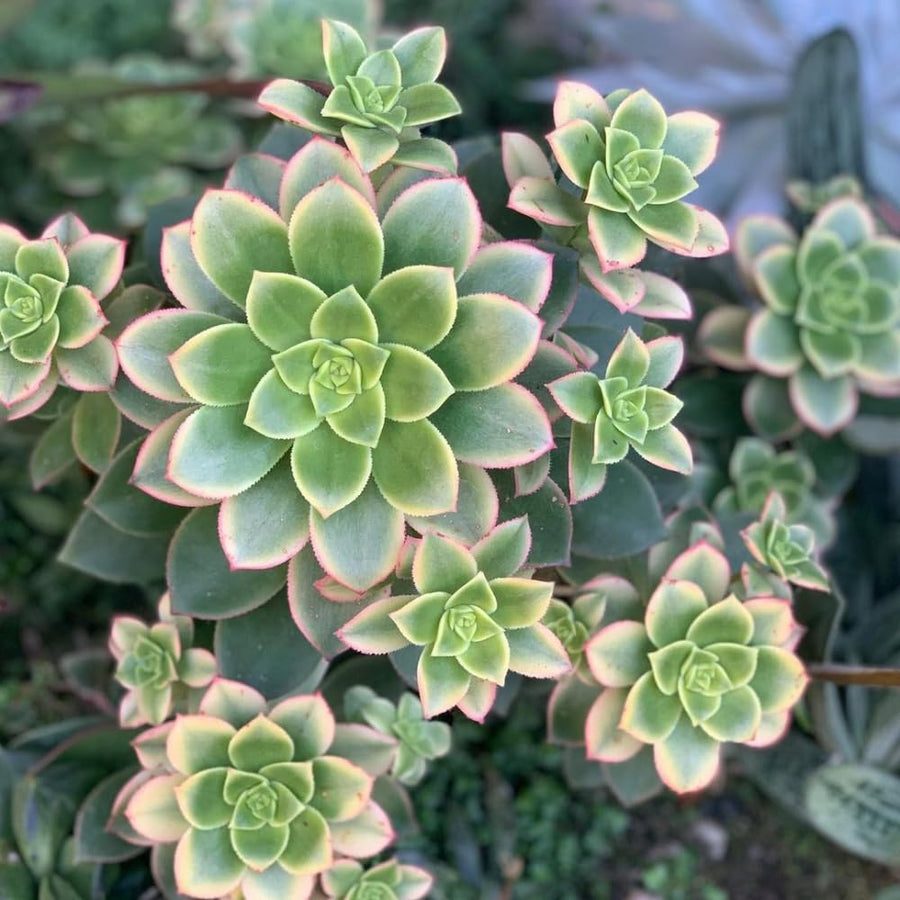 Aeonium Plant Live, Rarre Aeonium Succulents Indoor Houseplant in 4'' Pot, Succulents for Home Office Decoration (Green Pink)
