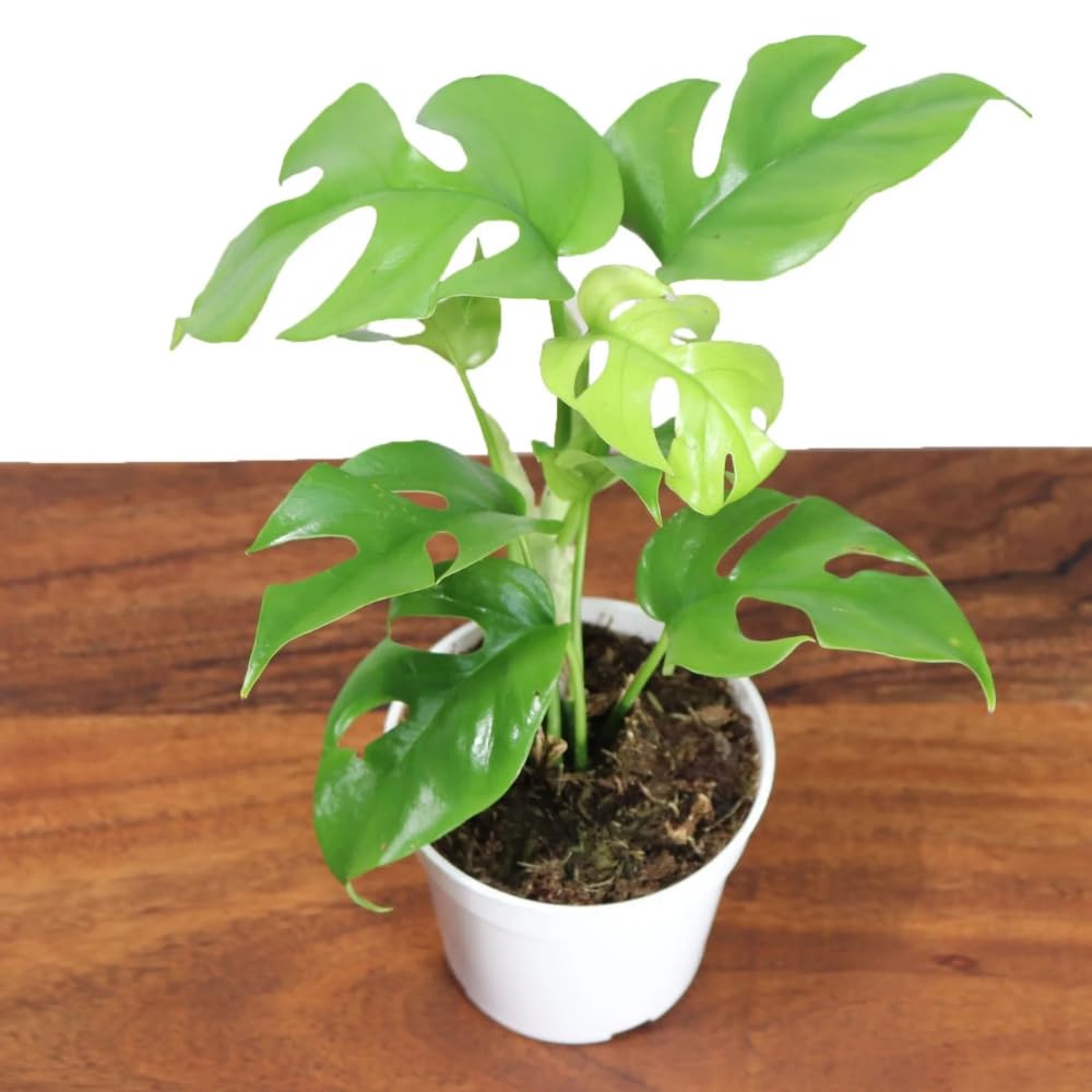 2 Monstera Plants Live, Swiss Cheese Philodendron Plant, Ornamental Tropical Well-Rooted, 4 to 5 Leaves for Indoor Houseplant (Mini Monstera)