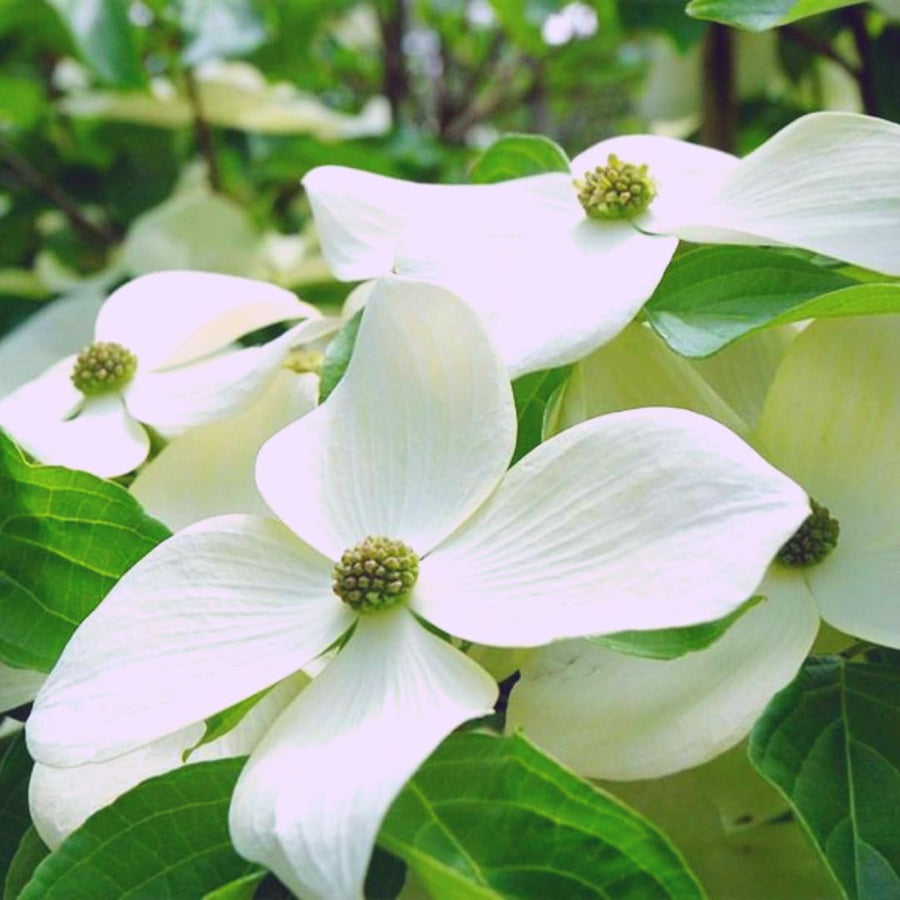 White Kousa Dogwood Tree Live Plant 1 Year Old in Quart Pot, 6-12" in Tall, Dormant in Winter, Spring Blooms