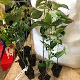 2 Pink Dogwood Trees Shrubs Bushes in 2.5 Inch Pot, Dogwood Trees Live Plants for Planting Outside, Flowering Dogwood Trees Plants Live for Outdoor Planting