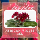 African Violets Live Plants, African Violet Plant Live in 4 Inches Pot, Violets Flowers Houseplant, 4-7 Inches Tall for Home Office Decor (Burgundy Red)