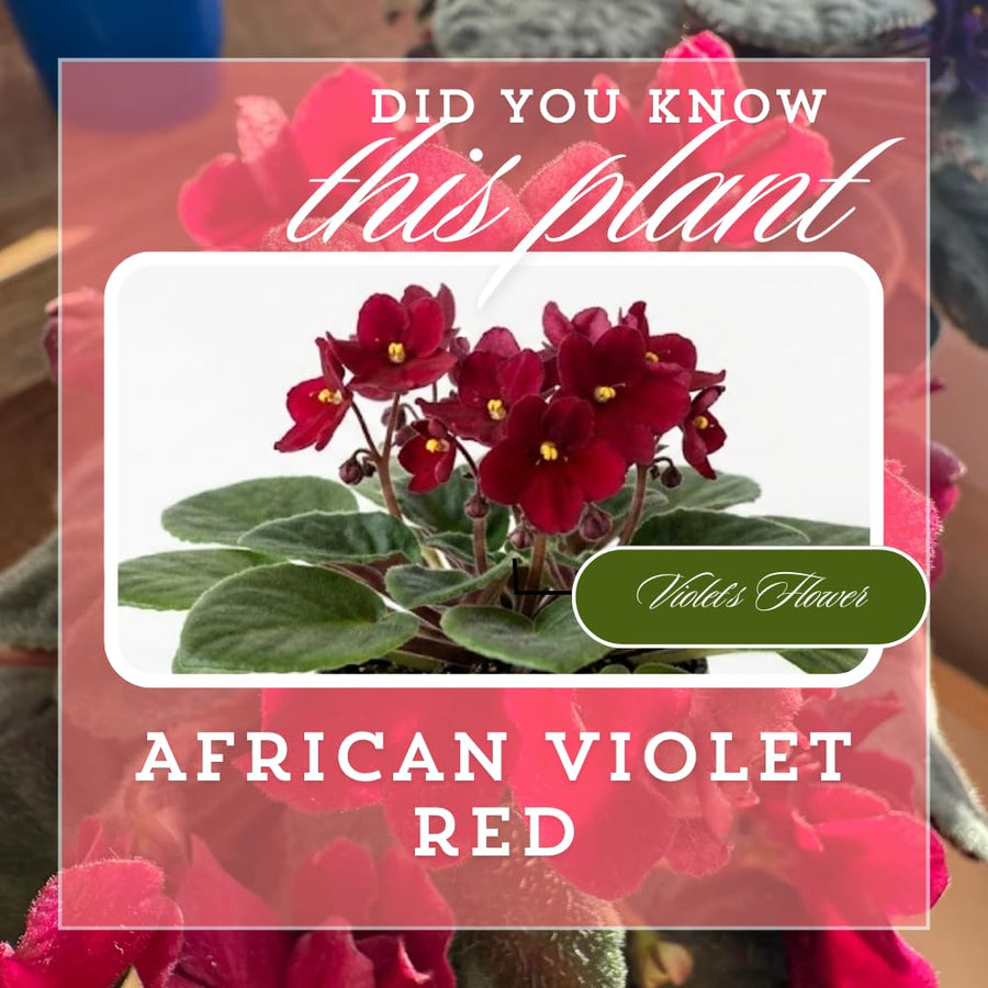 African Violets Live Plants, African Violet Plant Live in 4 Inches Pot, Violets Flowers Houseplant, 4-7 Inches Tall for Home Office Decor (Burgundy Red)